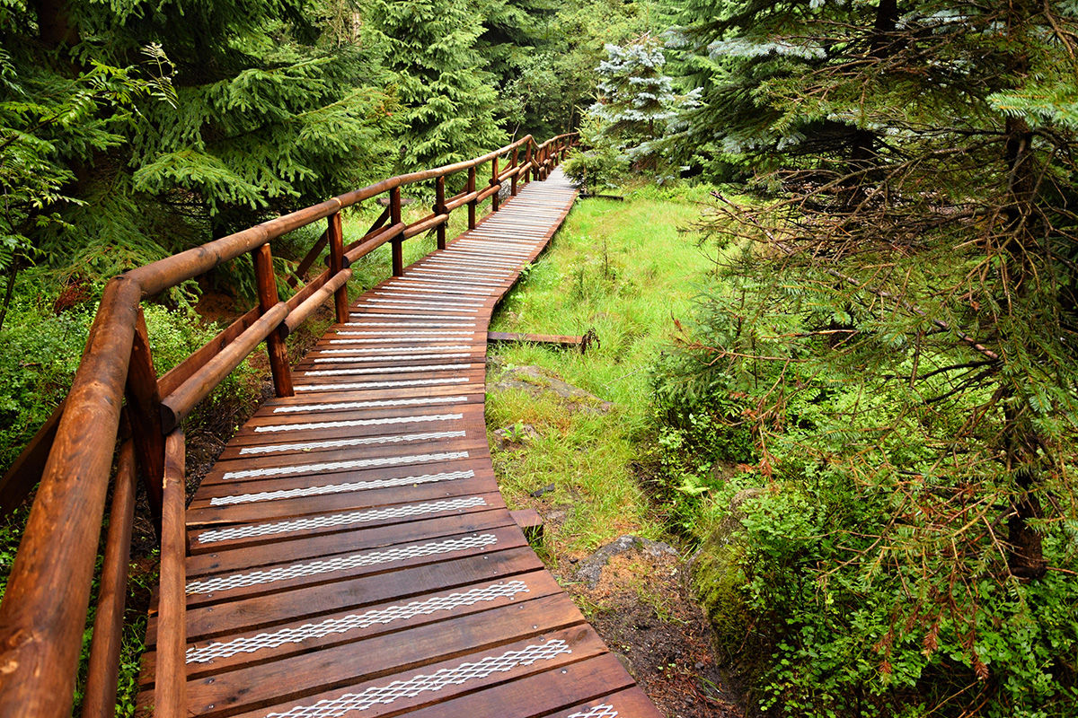 wooden pathwforest