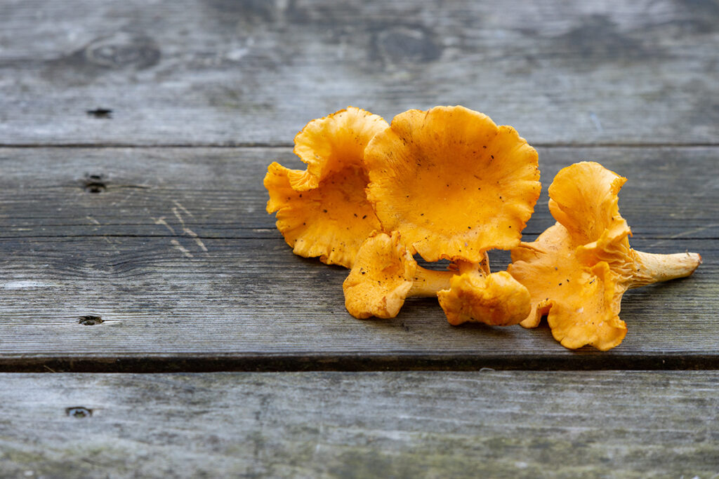 closeup chanterelle mushrooms wooden surface 1