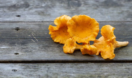 closeup chanterelle mushrooms wooden surface 1