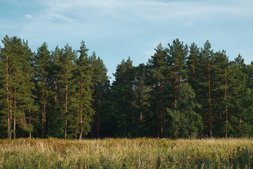В Беларуси почти повсеместно ограничили посещение лесов 2 forest glade against background pine forest summer sunset background blue sky with clouds natural landscape 1