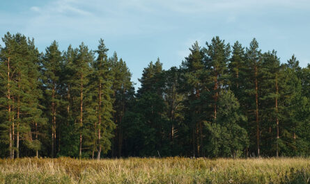 forest glade against background pine forest summer sunset background blue sky with clouds natural landscape 1