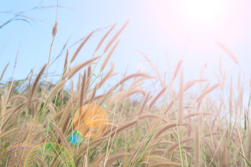Холоднее обычного: прогноз погоды в Беларуси на неделю с 18 августа 2 summer grass with landscape sunlight sky natural background