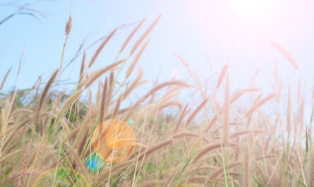 summer grass with landscape sunlight sky natural background