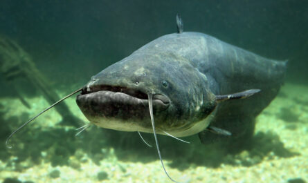 catfish are bad for outdoor ponds
