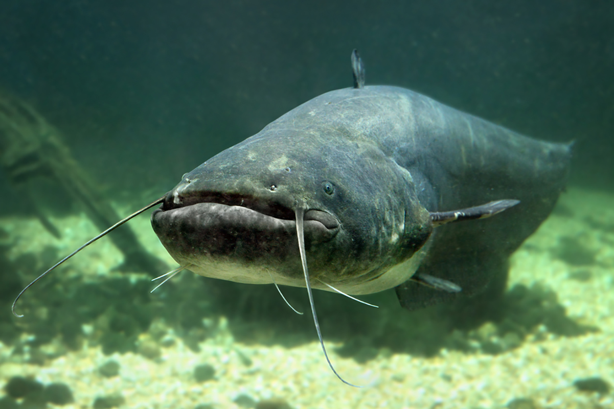 catfish are bad for outdoor ponds