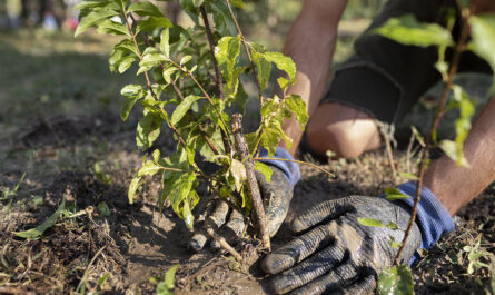 close up planting new plants nature