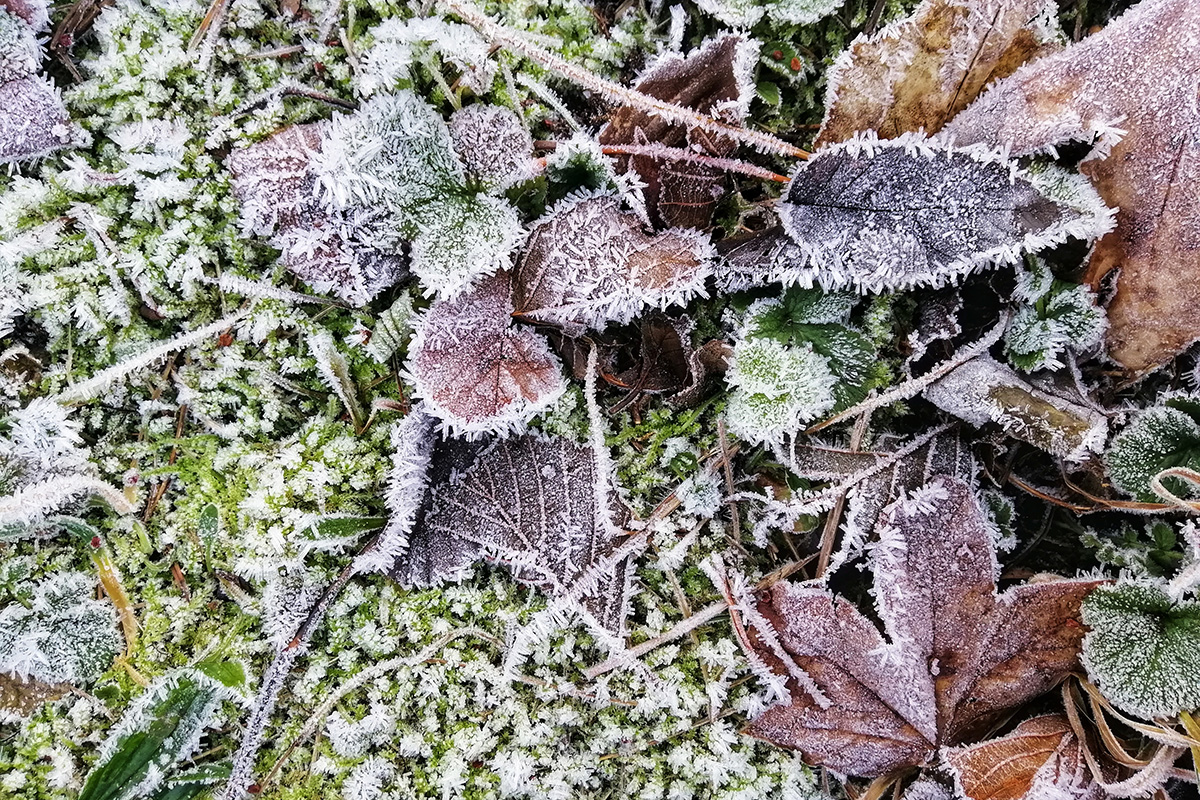 closeup shot frozen leaves forest stavern norway