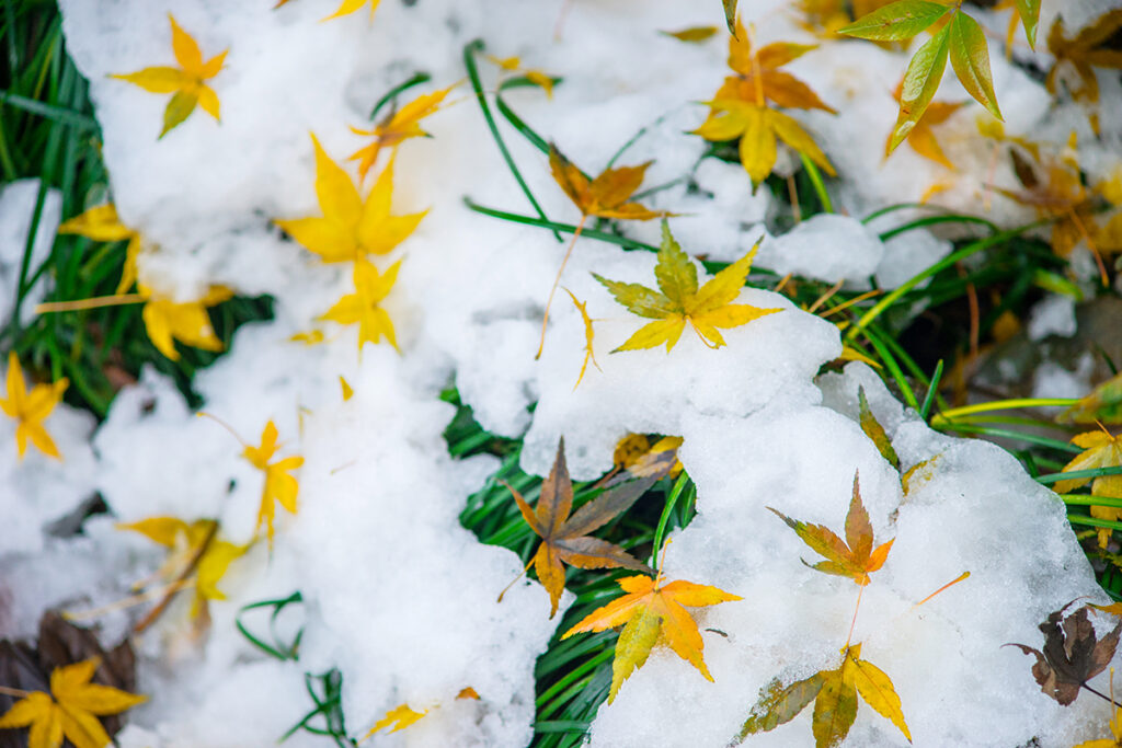 Синоптик Рябов спрогнозировал, когда в Беларусь придет первый снег 2 dried leaves snow