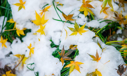 dried leaves snow