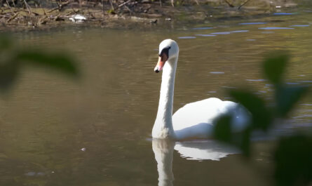 lants nature 1