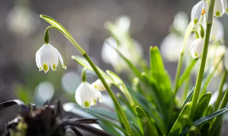 close up snowdrops ground macro photography
