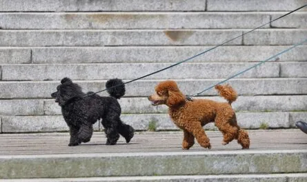 dogs 7156260 1280