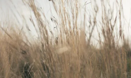 view tall grass