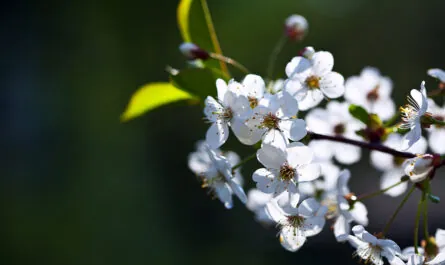 cherry tree branch with copyspace