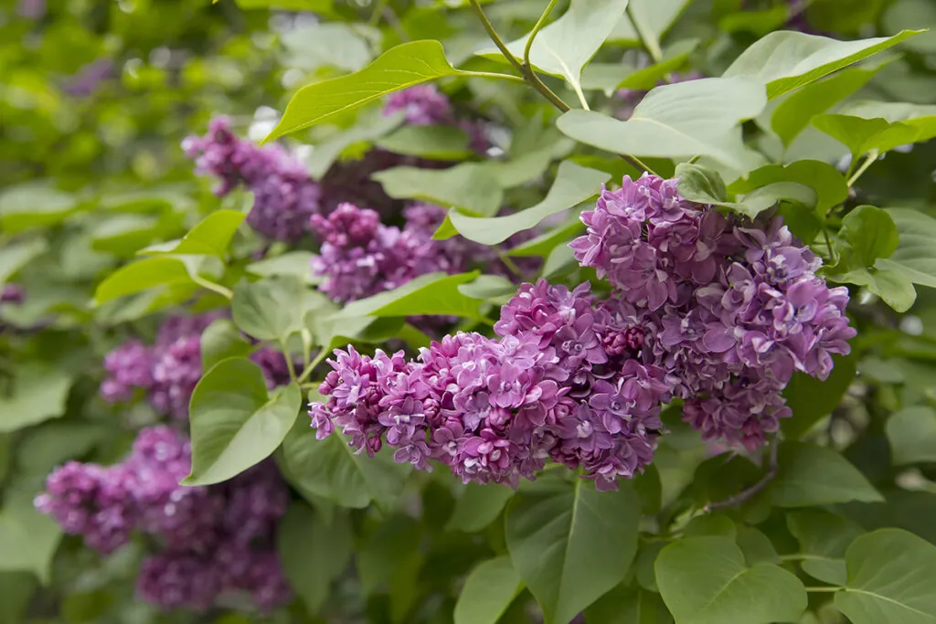 Штраф до Br1260: за сбор сирени в Беларуси могут наказать 2 close up small flowers