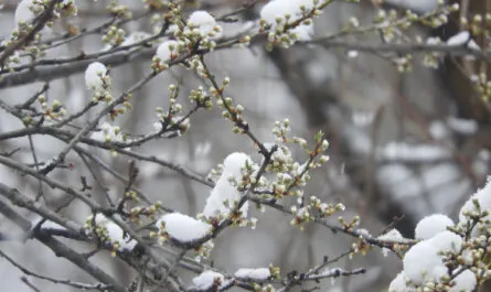 closeup shot beautiful snow covered branches tree with small leaves blossoms