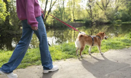 cute shiba inu pet with family