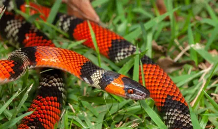 false coral snake oxyrhopus guibei 17661 1079