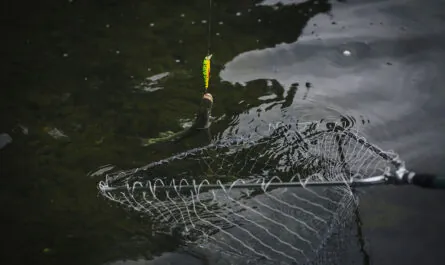 fish attached hook caught fishing net