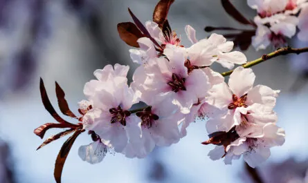 pink cherry blossom flowers blooming tree