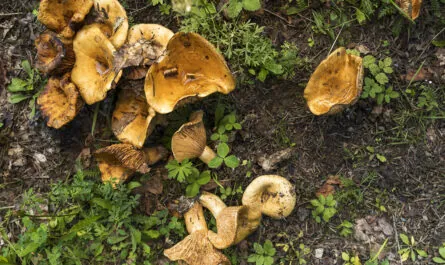 top view mushrooms forest 1