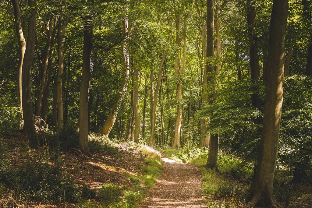 vertical shot narrow pathway forest with lot tall green trees