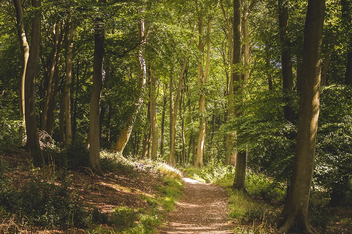vertical shot narrow pathway forest with lot tall green trees