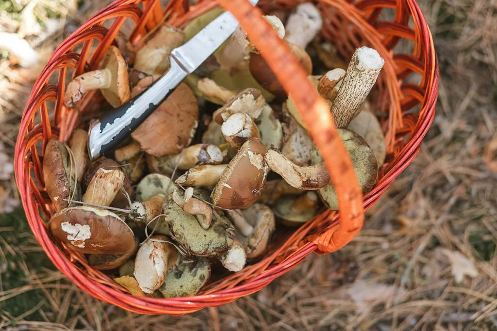 basket with mushrooms knife standing forest glade