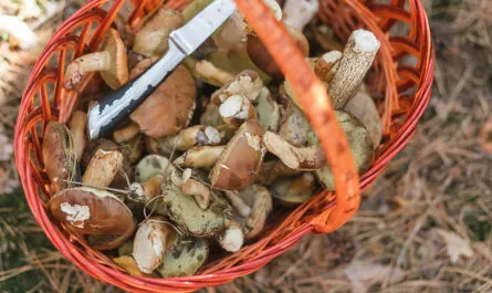 basket with mushrooms knife standing forest glade
