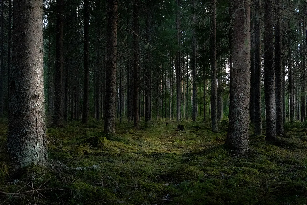 beautiful shot forest with tall green trees 1