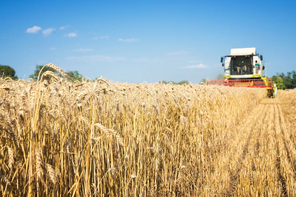 combine harvester working wheat field