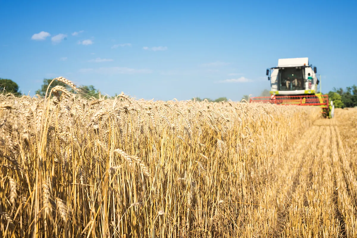combine harvester working wheat field